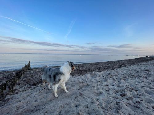 Gallery image of Die lütte Welle Grömitz in Grömitz