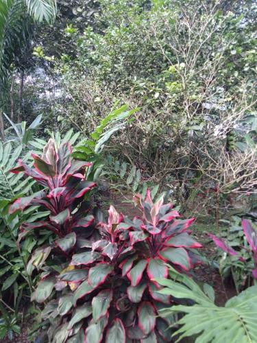a garden with red plants and trees and bushes at Hospedaje Rio Celeste Katira, Habitación privada in San Rafael