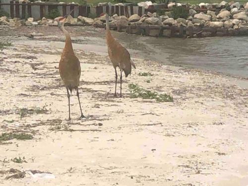 two birds standing on the sand near the water at The Huron Hutch in Evergreen Shores