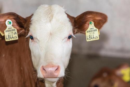 a close up of a cow with tags on its ears at Ferienwohnungen Lahner in Bramberg am Wildkogel