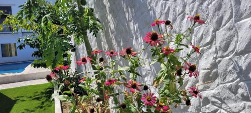 a bunch of flowers in front of a stone wall at Cabaña El Faro in Tubará