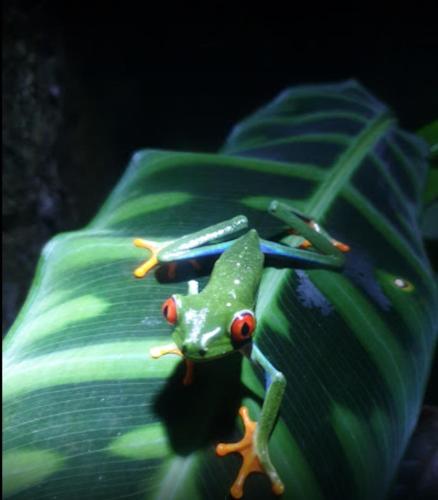a green frog sitting on a green leaf at Casitas Del Rio Riverfront Nature Lodge in Uvita