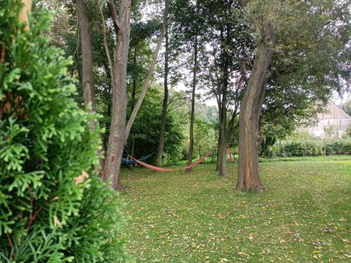 a hammock in the middle of a park with trees at Noclegi i sauna w starym domu in Pławnica