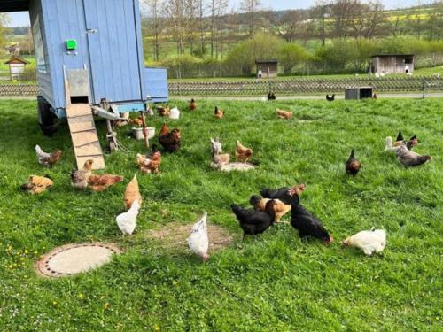 un grupo de pollos sentados en el césped en un campo en Sonnenunterg, en Knüllwald