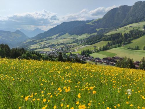 a field of yellow flowers in the mountains at Chalet Mountain View in Alpbach