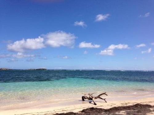 a tree branch laying on a beach near the water at Villa Mawali in Sainte-Anne