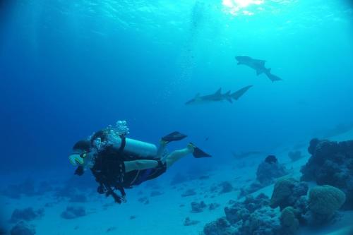 a person swimming in the ocean near a reef at Fulidhoo Hathaa Retreat in Fulidhoo