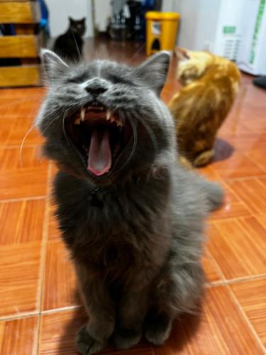 a cat sitting on the floor with its mouth open at May’s Homestay in Cebu City