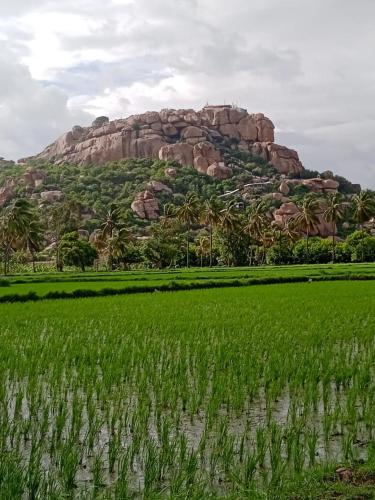 a rice field with a mountain in the background at River view home Hampi in Hampi