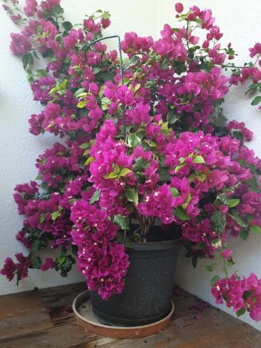 a pot of purple flowers sitting next to a wall at Appartementhaus Hüttenberger in Erpfendorf