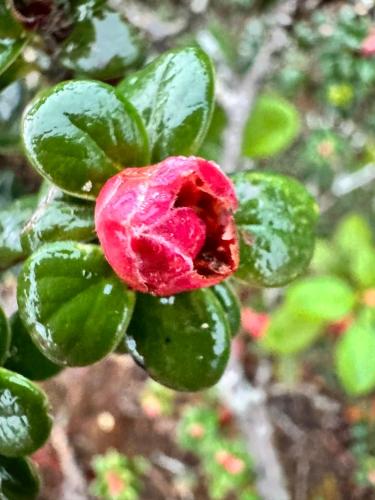 a red flower on a plant with green leaves at A Hòa Homestay in Ye Yen Sun Cay