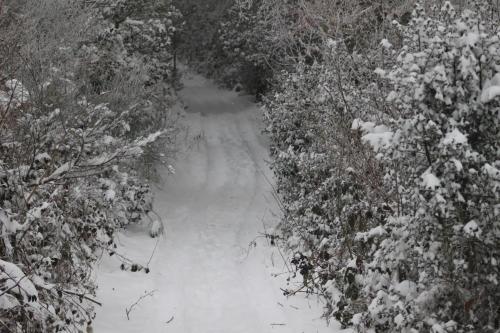 um caminho coberto de neve numa floresta com árvores cobertas de neve em Gite du p'tit fermier em Cunlhat