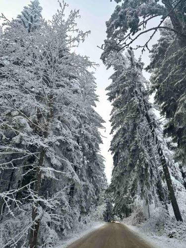a road covered in snow with trees on it at Lodge Euphoria Studio in Borovets