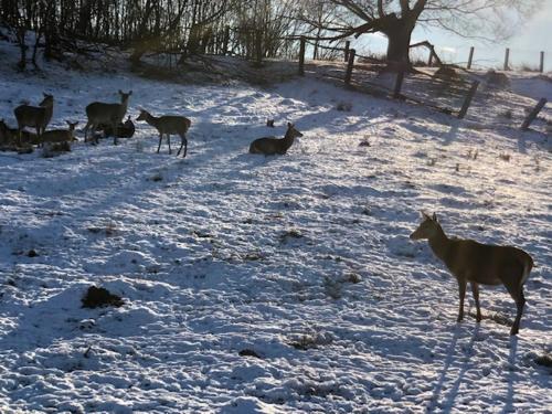 a group of deer standing in a snow covered field at Rezort Zvernica Vlachy - Family & Fun in Vlachy