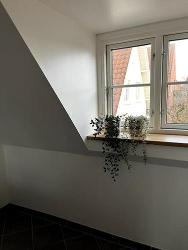 Habitación con 2 plantas en el alféizar de la ventana en Lys nyrenoveret lejlighed i Odense C, en Odense
