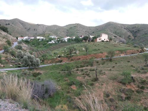 a group of animals on a hill with a road at Casita Tomate in Granada