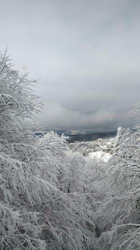 a group of trees covered in snow at Studio Čuvarkuća in Kopaonik