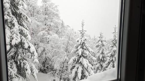 a view of a snowy forest with snow covered trees at Studio Čuvarkuća in Kopaonik