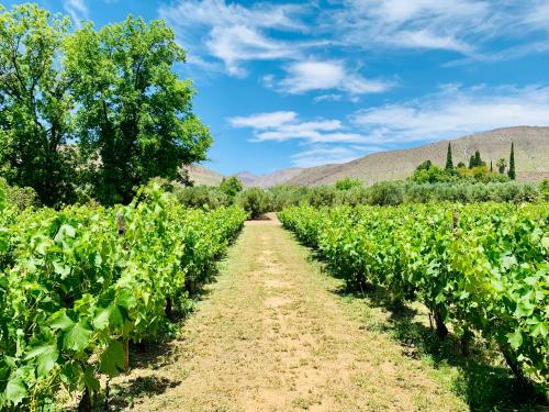 a path through a vineyard with mountains in the background at Vergeet-My-Niet in Prince Albert