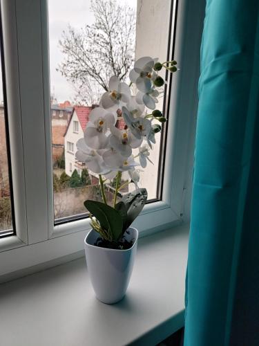 a white flower in a vase on a window sill at Benny 3 na wyłączność in Toruń