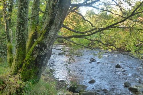 a stream in a forest with a tree next to a river at The Bothy, Nethy Bridge in Nethy Bridge