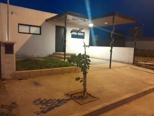 uma planta em frente a uma casa à noite em Alquiler temporario villa allende em Córdoba