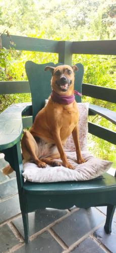 a brown dog sitting on a green chair at Refúgio Pasárgada Guest House in Mairiporã