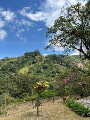 a mountain with flowers and trees on a hill at Finca Sierra Luz in Jericó
