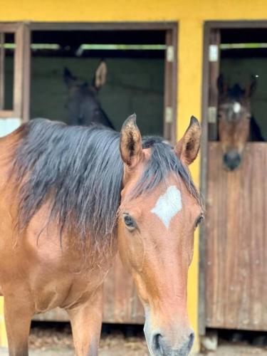 a brown horse with a white spot on its head at Finca Sierra Luz in Jericó