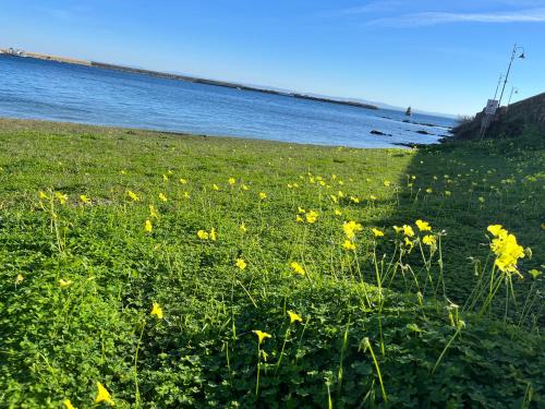 a field of yellow flowers in the grass near the water at Stazzo Casa Bianco Fly in Aggius