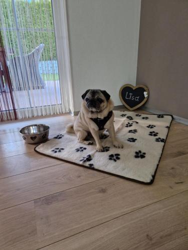 a pug dog sitting on a rug on the floor at DSW Ferienhaus in Oberperfuss