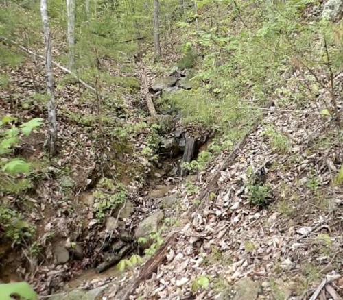 a dirt road in a wooded area with a creek at Beary Tale! Your happily ever after starts here! in Sevierville