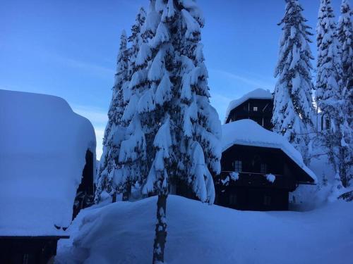 a snow covered pine tree in front of a lodge at Almapartment in Sonnleitn am Nassfeld auf 1484m in Hermagor