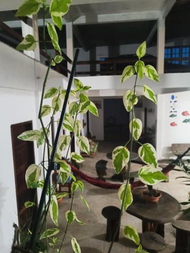 a group of plants in a room with tables at Pousada Betel - Moradas Familia Betel in Salvador