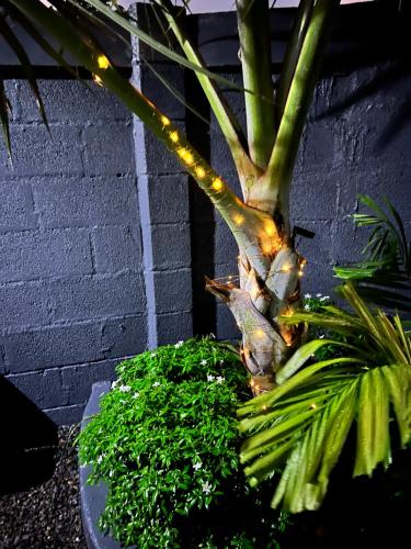 a plant with lights on it next to a wall at Miki Miki House in Fare