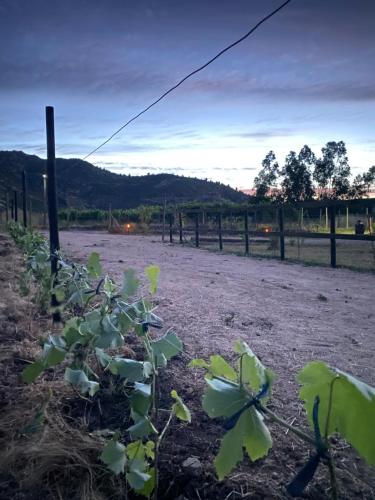 a plant in a field next to a fence at Patagua Valley Lodge in Santa Cruz