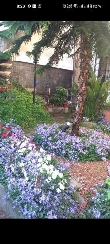 a garden with purple and white flowers in a yard at Your Place in Florida