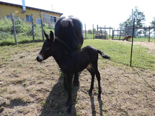 a small black horse standing in a field at Società Agricola Cacigolara in Borgo Val di Taro