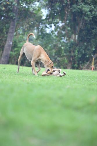 a dog playing with a toy in the grass at amee's retreat in Diveagar