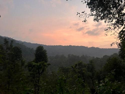 a view of a forest of trees at sunset at Adis home- with waterfalls in Kalasa