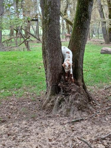 Ein Hund steht neben einem Baum in der Unterkunft Joli maisonnette in Bégaar