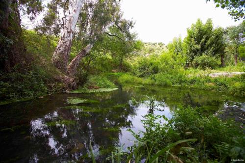 a river with trees and plants in a forest at Casa Rural El Bosque in El Bosque