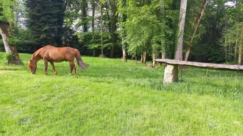 a horse grazing in the grass near a bench at LA LANDE in Pleyber-Christ