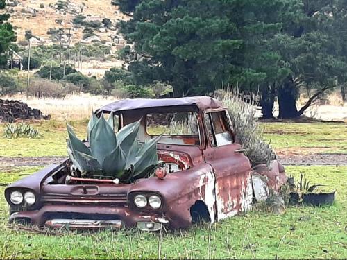 an old rusty truck with a plant on the back at Mount Everest Guest Farm in Harrismith