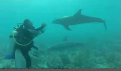 a person taking a picture of a shark in the ocean at Chez Anne - Grand Caz in Marigot