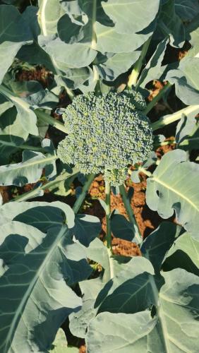 a broccoli plant growing in a field of leaves at สวนส่อผ่า&ฟาร์มสเตย์ in Mae Sai
