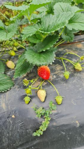 a strawberry on a plant next to some strawberries at สวนส่อผ่า&ฟาร์มสเตย์ in Mae Sai