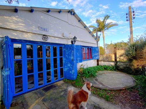 a dog standing in front of a building with blue doors at Hostel Casa do Bolaxa in Rio Grande