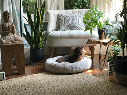 einen Hund, der in einem Hundebett im Wohnzimmer liegt in der Unterkunft Dawn and Dudley the Sausage dog's Parkside Home in London