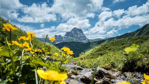 a field of yellow flowers with a mountain in the background at Ferienwohnung Jochum-Pfeiffer in Riezlern
